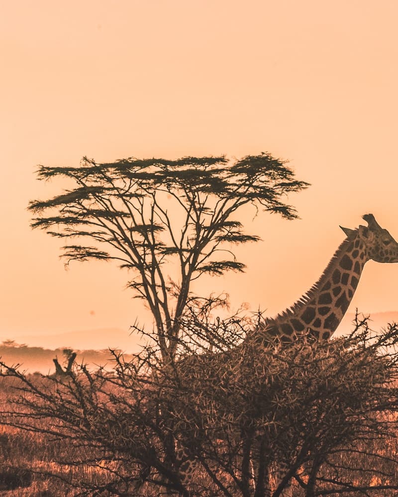 Friends exploring on safari